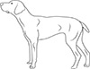 Ausmalbild Dobermann<br> Hund
