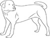 Ausmalbild Labrador<br> Hund